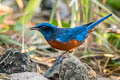 Chestnut-bellied Rock Thrush Monticola rufiventris