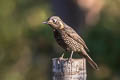 Chestnut-bellied Rock Thrush Monticola rufiventris