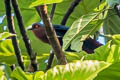 Chestnut-breasted Malkoha Phaenicophaeus curvirostris singularis