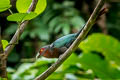 Chestnut-breasted Malkoha Phaenicophaeus curvirostris singularis