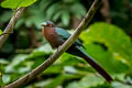 Chestnut-breasted Malkoha Phaenicophaeus curvirostris singularis