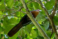 Chestnut-breasted Malkoha Phaenicophaeus curvirostris singularis