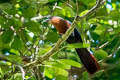 Chestnut-breasted Malkoha Phaenicophaeus curvirostris singularis