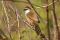 Chestnut-capped Babbler Pomatostomus ruficeps smithi