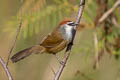 Chestnut-capped Babbler Pomatostomus ruficeps smithi