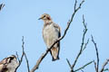 Chestnut-cheeked Starling Agropsar philippensis 