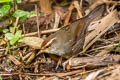 Chestnut-crowned Bush Warbler Cettia major major