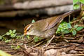 Chestnut-crowned Bush Warbler Cettia major major