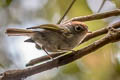 Chestnut-crowned Warbler Phylloscopus castaniceps youngi