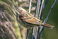 Chestnut-eared Bunting Emberiza fucata fucata