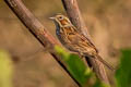 Chestnut-eared Bunting Emberiza fucata fucata