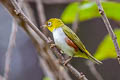 Chestnut-flanked White-eye Zosterops erythropleurus