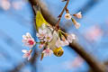 Chestnut-flanked White-eye Zosterops erythropleurus