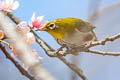 Chestnut-flanked White-eye Zosterops erythropleurus