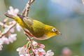 Chestnut-flanked White-eye Zosterops erythropleurus