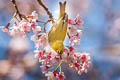 Chestnut-flanked White-eye Zosterops erythropleurus