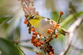 Chestnut-flanked White-eye Zosterops erythropleurus