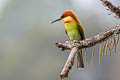 Chestnut-headed Bee-eater Meops leschenaulti leschenaulti