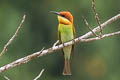 Chestnut-headed Bee-eater Meops leschenaulti leschenaulti