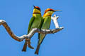 Chestnut-headed Bee-eater Meops leschenaulti leschenaulti