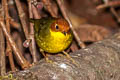 Chestnut-headed Tesia Cettia castaneocoronata castaneocoronata 