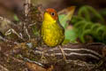 Chestnut-headed Tesia Cettia castaneocoronata castaneocoronata 