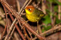 Chestnut-headed Tesia Cettia castaneocoronata castaneocoronata 