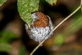 Chestnut-naped Forktail Enicurus ruficapillus