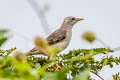 Chestnut-tailed Starling Sturnia malabarica malabarica