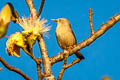 Chestnut-tailed Starling Sturnia malabarica malabarica