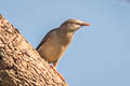 Chestnut-tailed Starling Sturnia malabarica malabarica