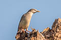 Chestnut-tailed Starling Sturnia malabarica malabarica