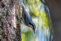 Chestnut-vented Nuthatch Sitta nagaensis montium