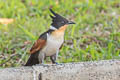 Chestnut-winged Cuckoo Clamator coromandus