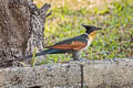 Chestnut-winged Cuckoo Clamator coromandus