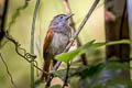 Chestnut-winged Babbler Cyanoderma erythropterum erythropterum