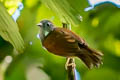 Chestnut-winged Babbler Cyanoderma erythropterum erythropterum