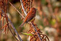 Chestnut Bunting Emberiza rutila