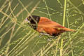 Chestnut Munia Lonchura atricapilla deignani