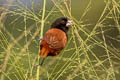 Chestnut Munia Lonchura atricapilla deignani