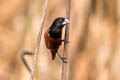 Chestnut Munia Lonchura atricapilla deignani