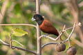 Chestnut Munia Lonchura atricapilla deignani