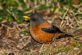 Chestnut Thrush Turdus rubrocanus gouldii