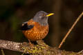 Chestnut Thrush Turdus rubrocanus gouldii