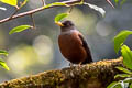 Chestnut Thrush Turdus rubrocanus gouldii