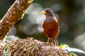 Chestnut Thrush Turdus rubrocanus gouldii