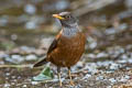 Chestnut Thrush Turdus rubrocanus gouldii