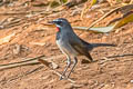 Chinese Rubythroat Calliope tschebaiewi