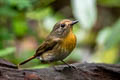 Chinese Blue Flycatcher Cyornis glaucicomans