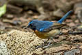 Chinese Blue Flycatcher Cyornis glaucicomans